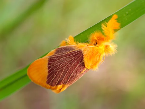 Insecto insecto — Foto de Stock