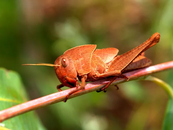 Insecto insecto — Foto de Stock