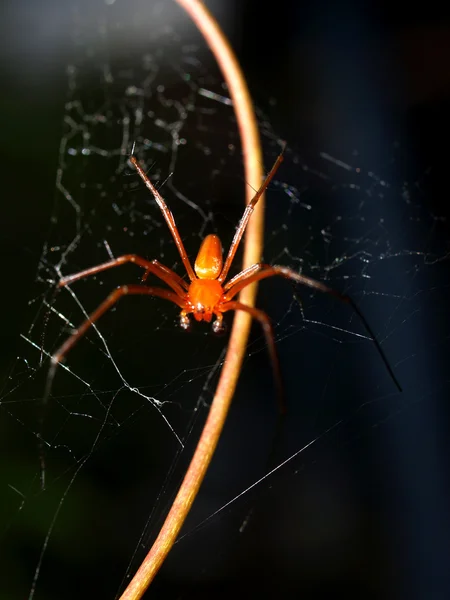 Spindel i spiderweb — Stockfoto
