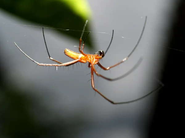 Spindel i spiderweb — Stockfoto