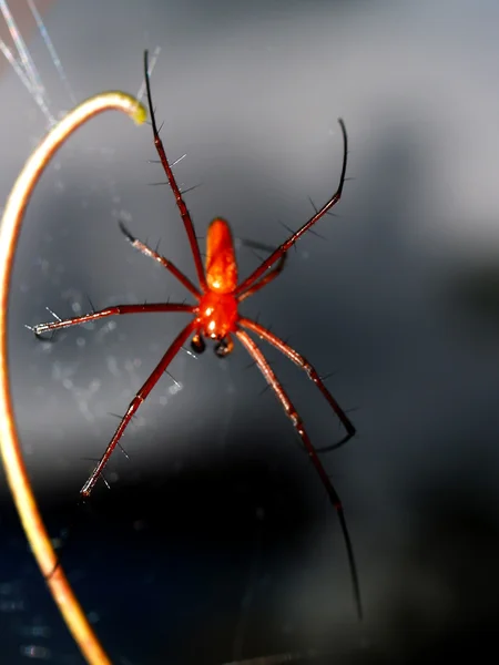 Spindel i spiderweb — Stockfoto