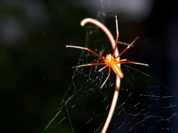 Spindel i spiderweb — Stockfoto