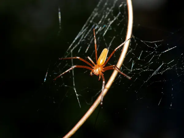 Spin in spiderweb — Stockfoto