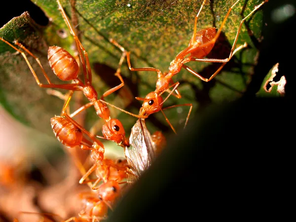 Hormigas rojas — Foto de Stock