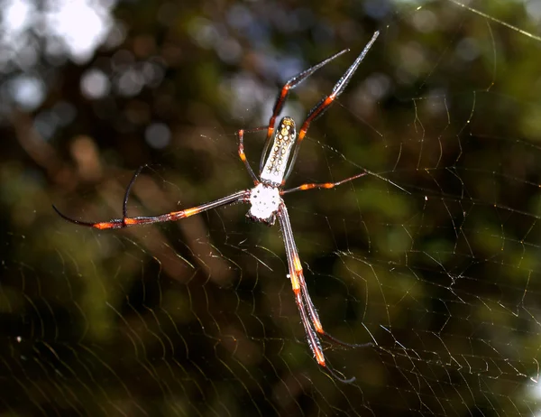 Павук в павутиною — стокове фото