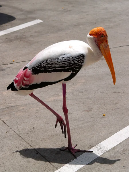 Animales del Zoo — Foto de Stock