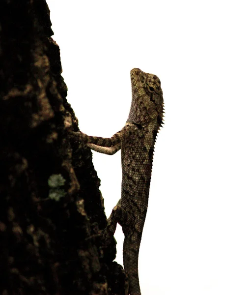 Zoológico Animais — Fotografia de Stock