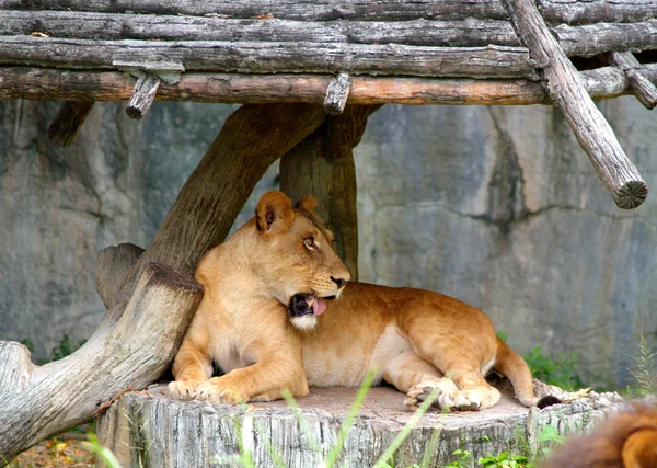 Zoo animals — Stock Photo, Image