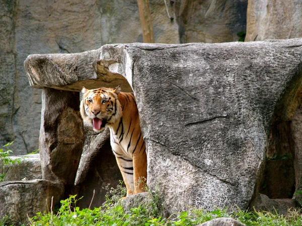 Animales del Zoo — Foto de Stock