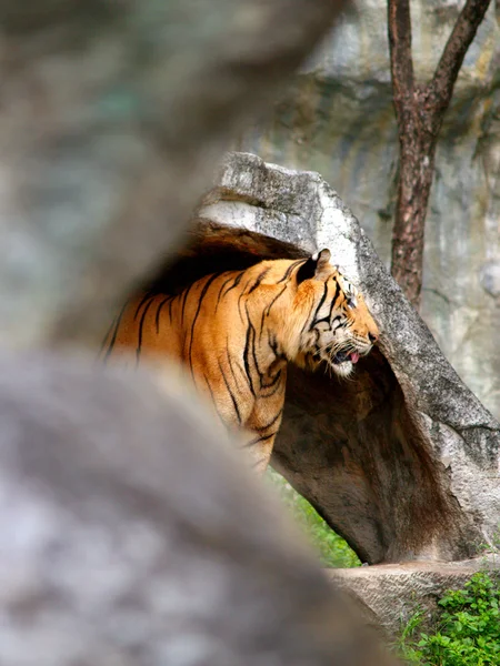 Zwierzęta w ogrodach zoologicznych — Zdjęcie stockowe