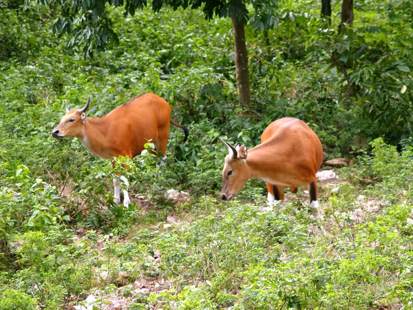 Animaux du zoo — Photo