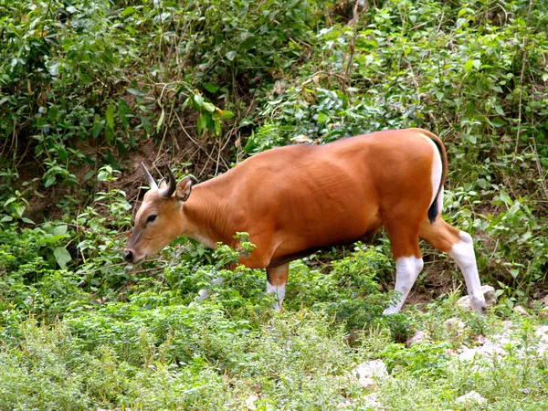 Animaux du zoo — Photo