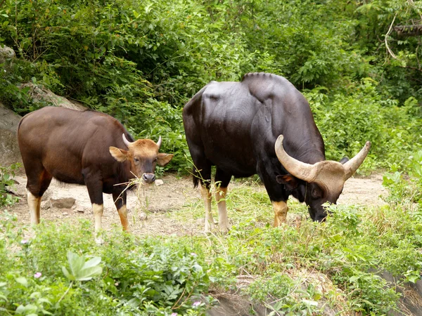 Animaux du zoo — Photo