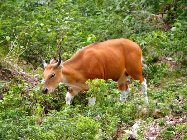 Animaux du zoo — Photo