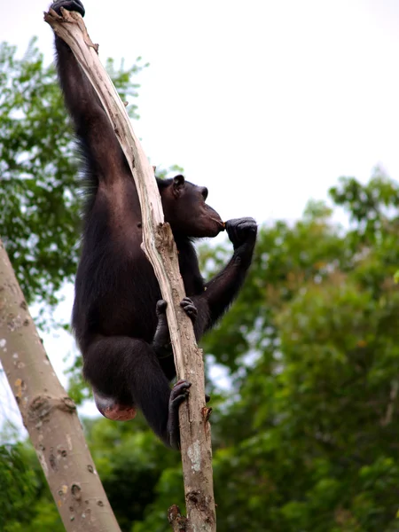 Zootiere — Stockfoto