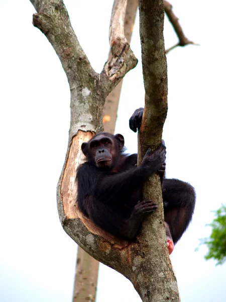 Djurparksdjur — Stockfoto