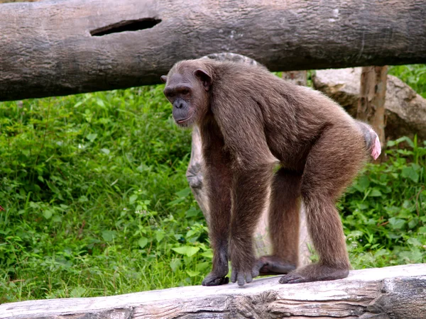 Dierentuin Dieren — Stockfoto