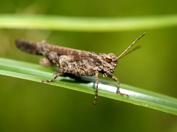 Помилка комах — стокове фото