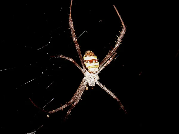 Aranha na teia de aranha — Fotografia de Stock