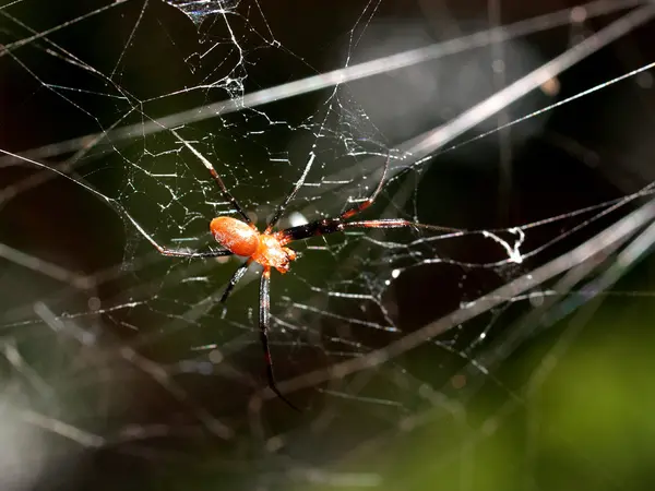 Spin in spiderweb — Stockfoto