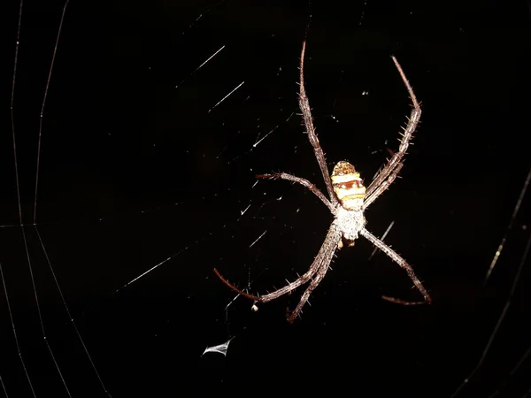 Araña en telaraña —  Fotos de Stock