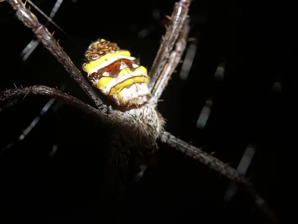 Araña en telaraña —  Fotos de Stock