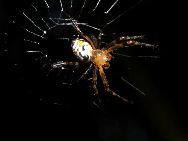 Spider in spiderweb — Stock Photo, Image