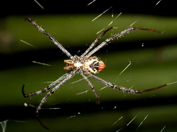 Set van insecten — Stockfoto