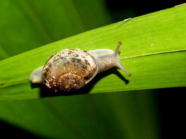 Set of insects — Stock Photo, Image