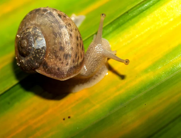 Set of insects — Stock Photo, Image