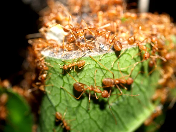 Red ants — Stock Photo, Image