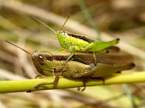 Insecto insecto — Foto de Stock