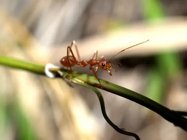Formigas vermelhas — Fotografia de Stock