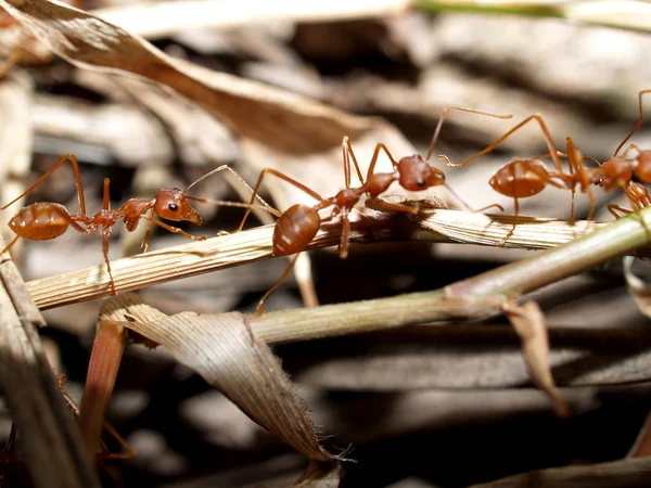 Rode mieren — Stockfoto