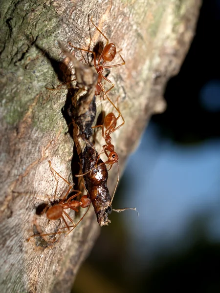 Rode mieren — Stockfoto