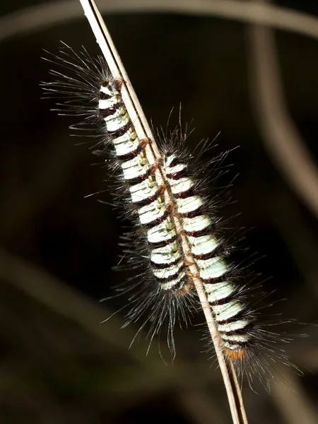 Caterpillar Foto d'archivio — Foto Stock