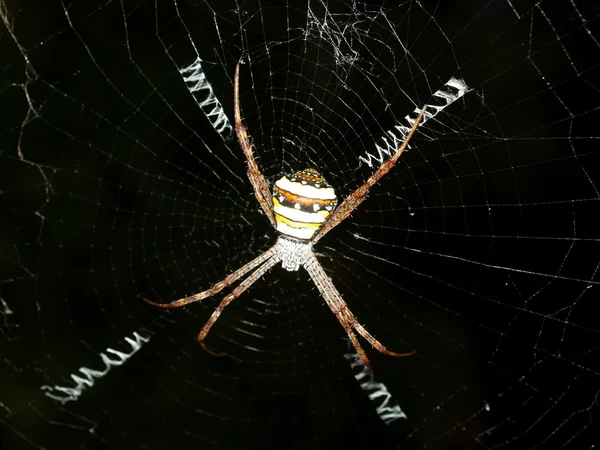 Spin in spiderweb — Stockfoto