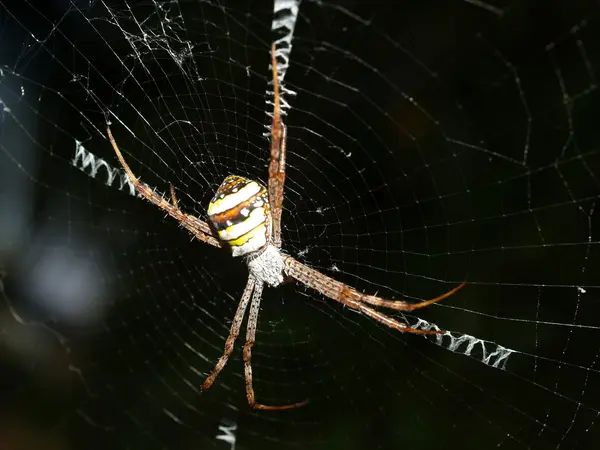 Spindel i spiderweb — Stockfoto