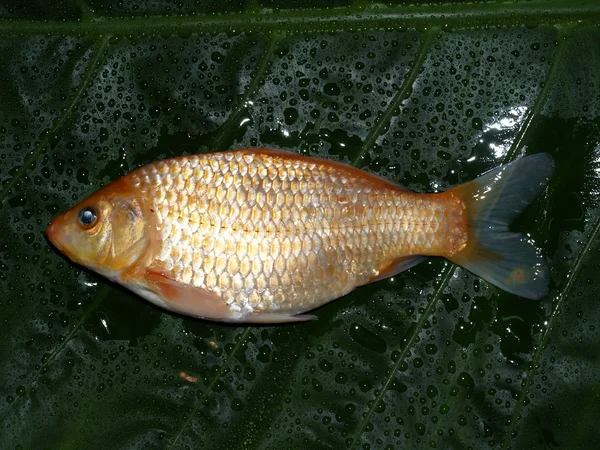 Peixe cru fresco para alimentação humana — Fotografia de Stock