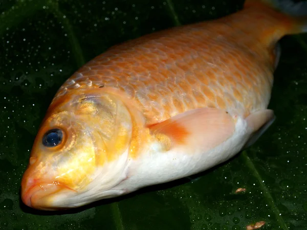 Свежая сырая рыба для еды — стоковое фото