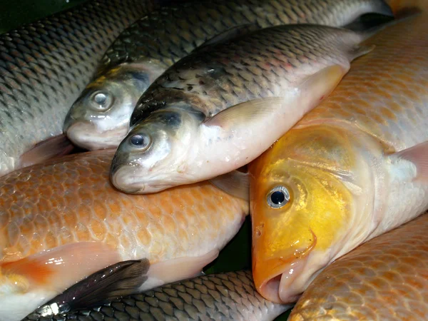 Pescado crudo fresco para alimentos —  Fotos de Stock