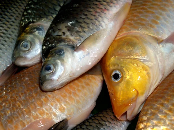 Frischer roher Fisch zum Essen — Stockfoto