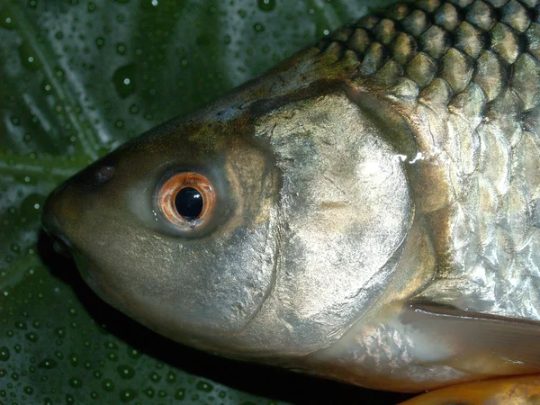 Frischer roher Fisch zum Essen — Stockfoto