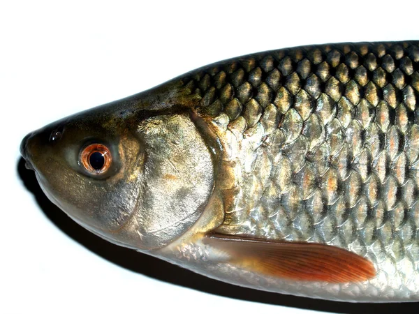 魚の食品新鮮な生 — ストック写真