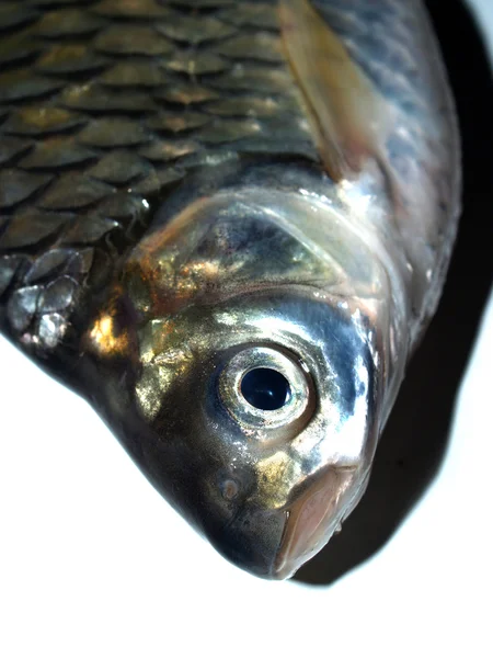 Alimentos para peixes Fresco cru — Fotografia de Stock