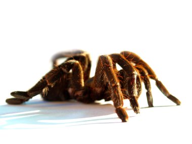 örümcek spiderweb