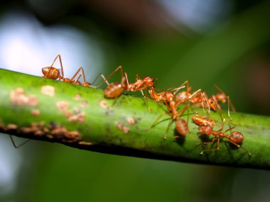 Kırmızı karıncalar.