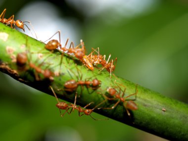 Kırmızı karıncalar.