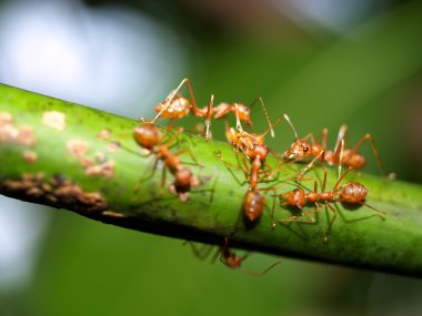 Kırmızı karıncalar.