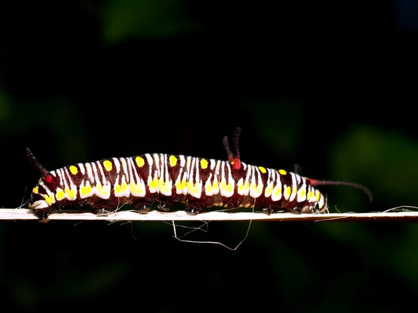 Rups op een tak — Stockfoto